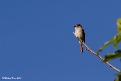 Willow Flycatcher - Campbell River
