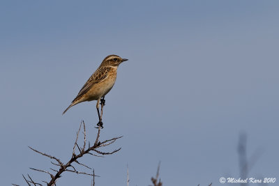  Whinchat - Paapje