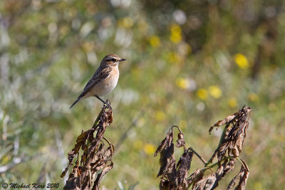 paapje - whinchat