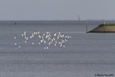 Avocet - Kluut