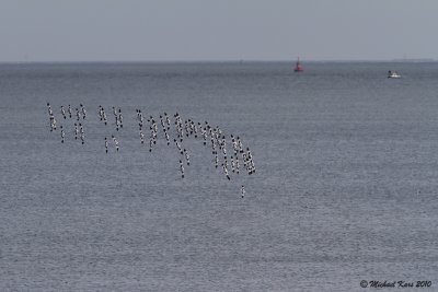 Avocet - Kluut