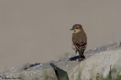 Northern Wheatear - Tapuit - Oenanthe oenanhte