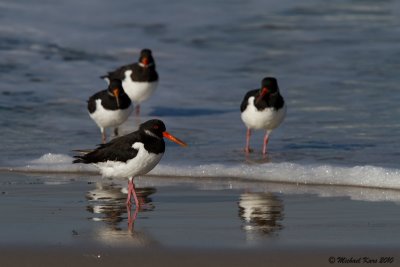 scholekster - oystercatcher