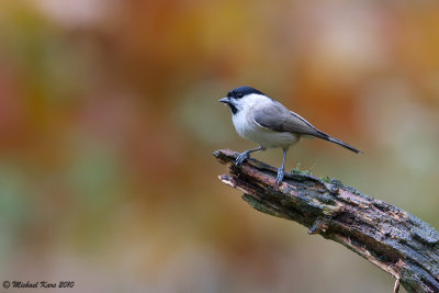 glanskopmees - marsh tit