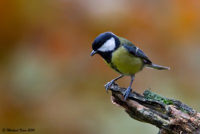 Great Tit - Koolmees