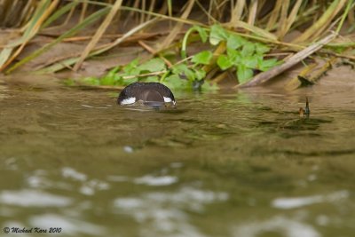 Dipper - Waterspreeuw