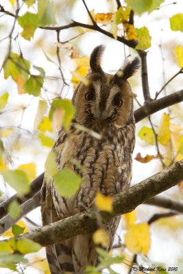 Long-eared Owl - Ransuil