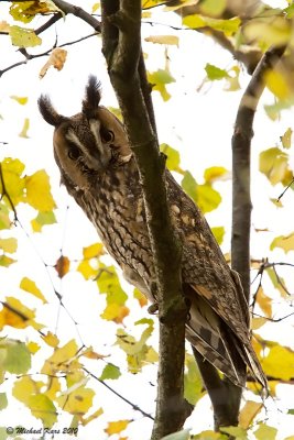 Long-eared Owl - Ransuil