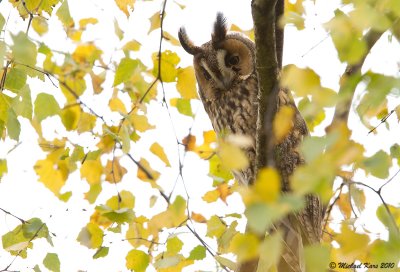 Long-eared Owl - Ransuil