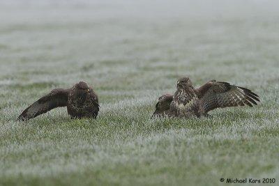 Buzzard - Buizerd