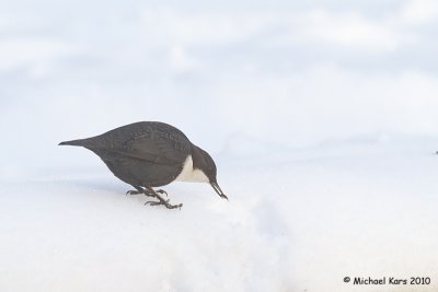 Dipper - Waterspreeuw