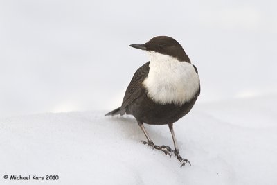 Dipper - Waterspreeuw - Cinclus cinclus
