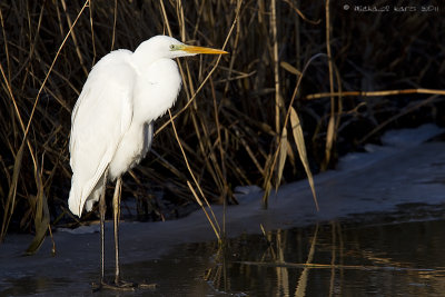 Great White Heron - Grote Zilverreiger