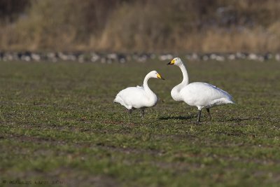 Whooper Swan - Wilde Zwaan - Cygnus cygnus
