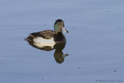 Tufted Duck - Kuifeend 