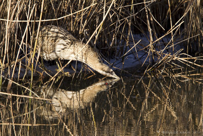 Great Bittern - Roerdomp