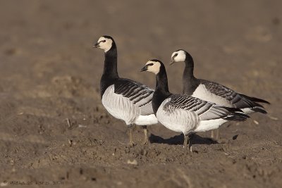 brandgans - barnacle goose