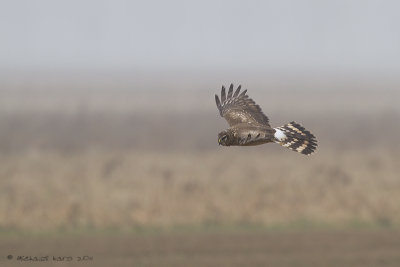 blauwe kiekendief - hen harrier