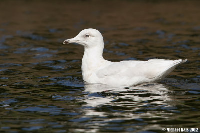 Glaucus Gull - Grote Burgermeester