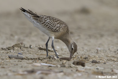 rosse grutto - bar-tailed godwit