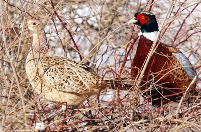 hen and rooster.jpg