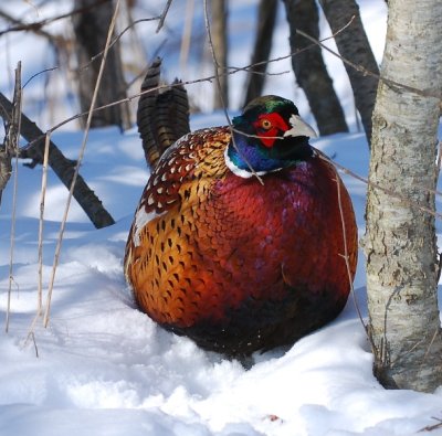 male pheasant.jpg