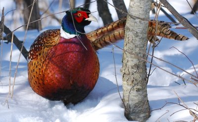 ringneck pheasant.jpg