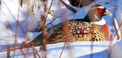 pheasant .jpg