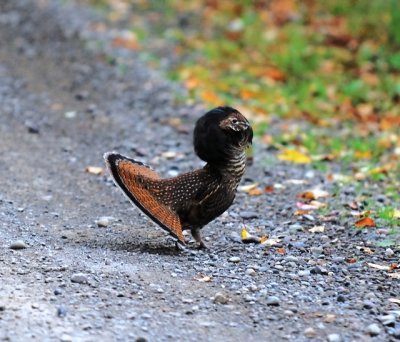 Ruffed Grouse