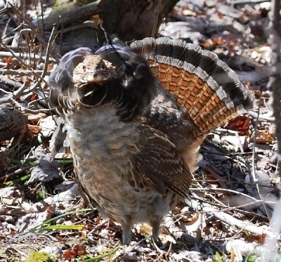 male ruffed grouse 2.jpg