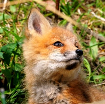 redtail fox pup.jpg