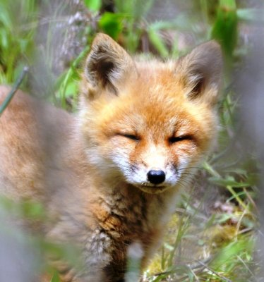 fox pup.jpg