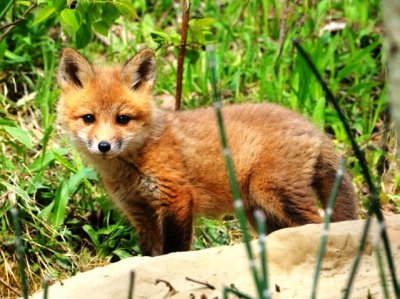 redtail fox kit.jpg