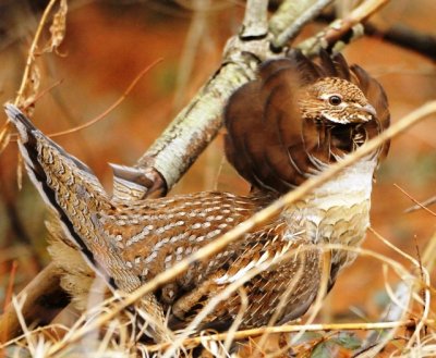 male ruffed grouse 3.jpg
