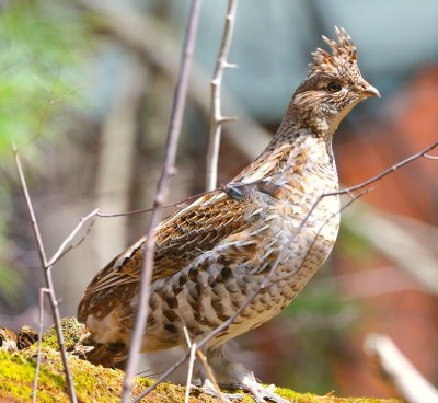 ruffed grouse1.jpg