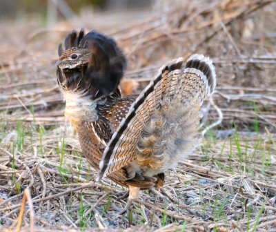 male ruffed grouse 4.jpg