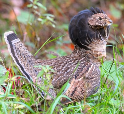 male ruffed grouse 3.jpg