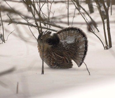 male ruffed grouse 5.jpg