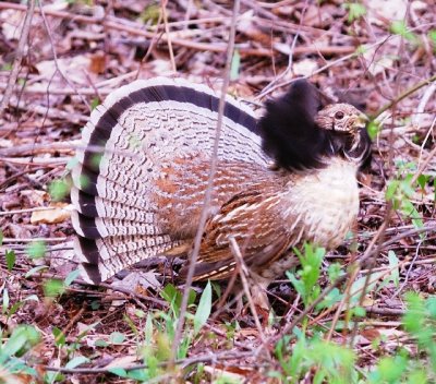 male ruffed grouse 6.jpg