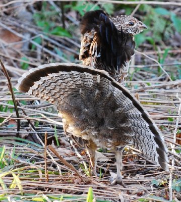 male ruffed grouse 7.jpg