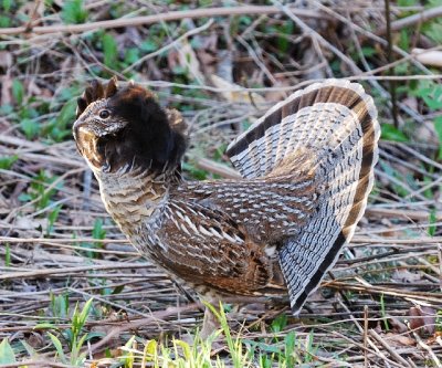 male ruffed grouse 8.jpg