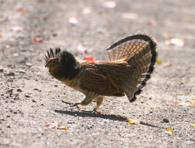 male ruffed grouse 9.jpg