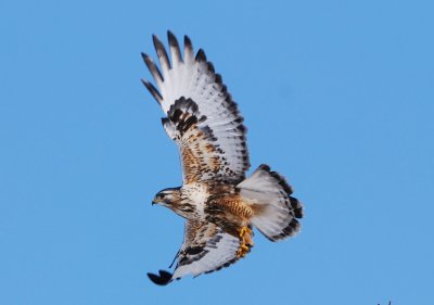 rough legged hawk.jpg
