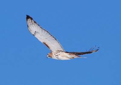 redtail in flight.jpg