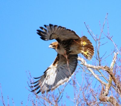 hawk.jpg