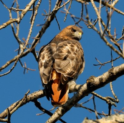 redtail hawk on limb.jpg