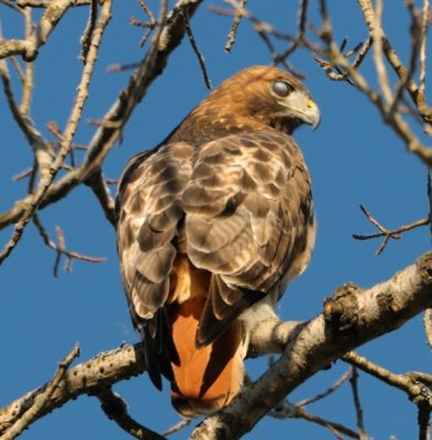 blinking redtail.jpg