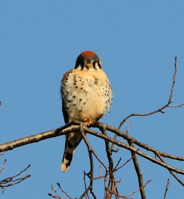 kestral 1.jpg