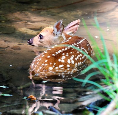 whitetail fawn in water.jpg