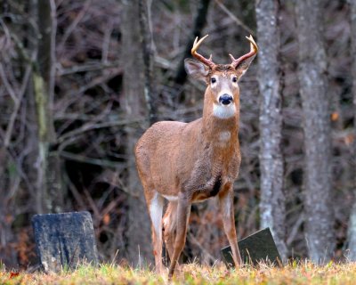 cemetery buck.jpg